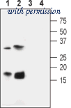 Alomone Labs BLP-PC129 image 1