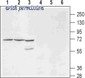 Alomone Labs BLP-PC131 image 1