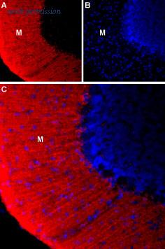 Alomone Labs BLP-PC133 image 1