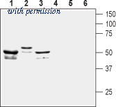Alomone Labs BLP-PC134 image 1