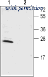 Alomone Labs BLP-PC141 image 1