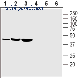Alomone Labs BLP-PC159 image 1