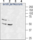 Alomone Labs BLP-PC161 image 1