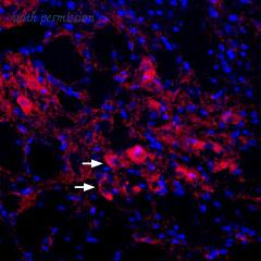 Alomone Labs BLP-PC164 image 1