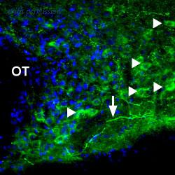 Alomone Labs BLP-PR001 image 1