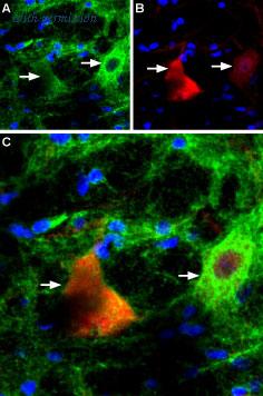 Alomone Labs BLP-PR002 image 1