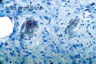 Alomone Labs BLP-PR009 image 1