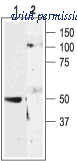 Alomone Labs BLP-PR015 image 1