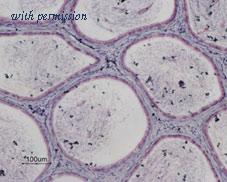 Alomone Labs BLP-PR017 image 1