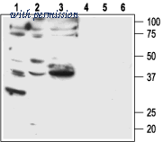 Alomone Labs BLP-PR032 image 1