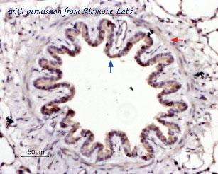 Alomone Labs BLP-PR034 image 1