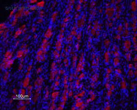 Alomone Labs BLP-PR042 image 1