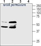 Alomone Labs BLP-PR065 image 1