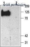 Alomone Labs BLP-PZ002 image 1