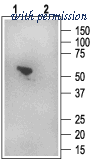 Alomone Labs BLP-PZ006 image 1