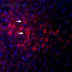 Alomone Labs BLP-PZ009 image 1