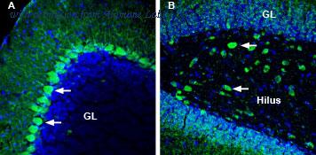 Alomone Labs BLP-PZ027 image 1