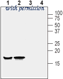 Alomone Labs BLP-PZ035 image 1
