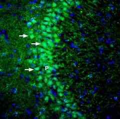 Alomone Labs BLP-PZ041 image 1