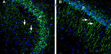 Alomone Labs BLP-PZ045 image 1