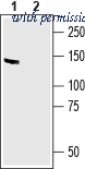 Alomone Labs BLP-PZ052 image 1