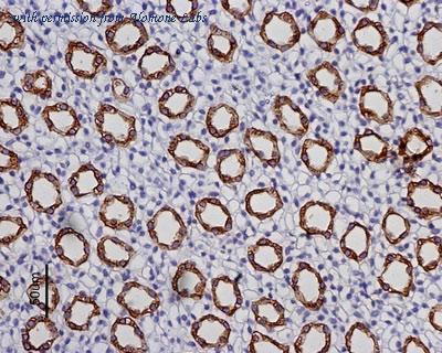 Alomone Labs BLP-QP002 image 1