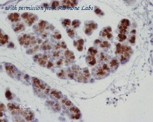 Alomone Labs BLP-QP008 image 1