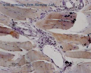 Alomone Labs BLP-RR001 image 1