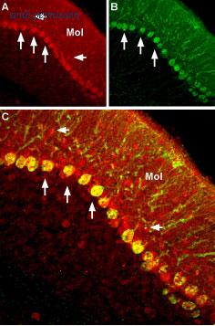 Alomone Labs BLP-SC007 image 1