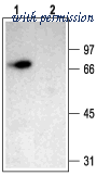 Alomone Labs BLP-SC012 image 1