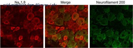 Alomone Labs BLP-SC016 image 1