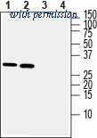 Alomone Labs BLP-SC020 image 1