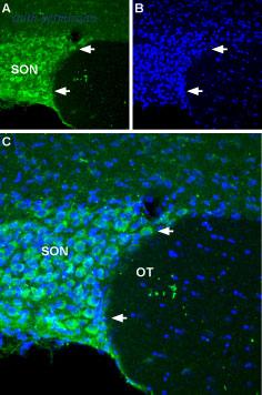 Alomone Labs BLP-SC022 image 1