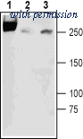 Alomone Labs BLP-SC023 image 1