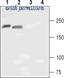 Alomone Labs BLP-SC028 image 1