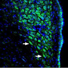 Alomone Labs BLP-SC031 image 1