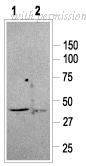 Alomone Labs BLP-SR002 image 1