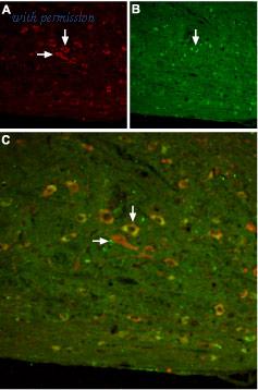 Alomone Labs BLP-SR003 image 1