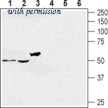 Alomone Labs BLP-SR033 image 1