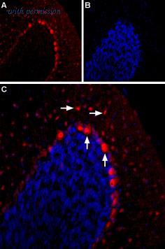 Alomone Labs BLP-SR035 image 1