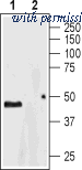Alomone Labs BLP-SR036 image 1