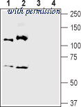 Alomone Labs BLP-SR051 image 1