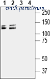 Alomone Labs BLP-SR064 image 1