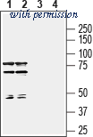 Alomone Labs BLP-SR077 image 1