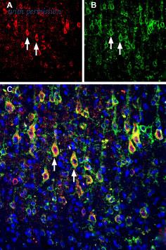 Alomone Labs BLP-SR081 image 1