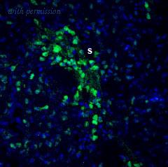 Alomone Labs BLP-SR082 image 1