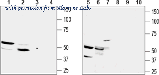 Alomone Labs BLP-SR090 image 1