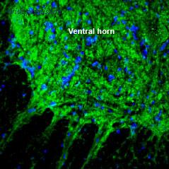 Alomone Labs BLP-ST015 image 1