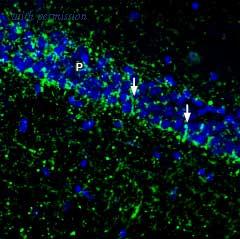 Alomone Labs BLP-ST022 image 1
