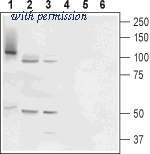 Alomone Labs BLP-TC006 image 1